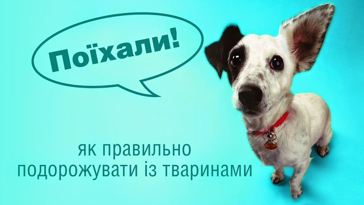 Подорож із тваринами: усі правила і нюанси